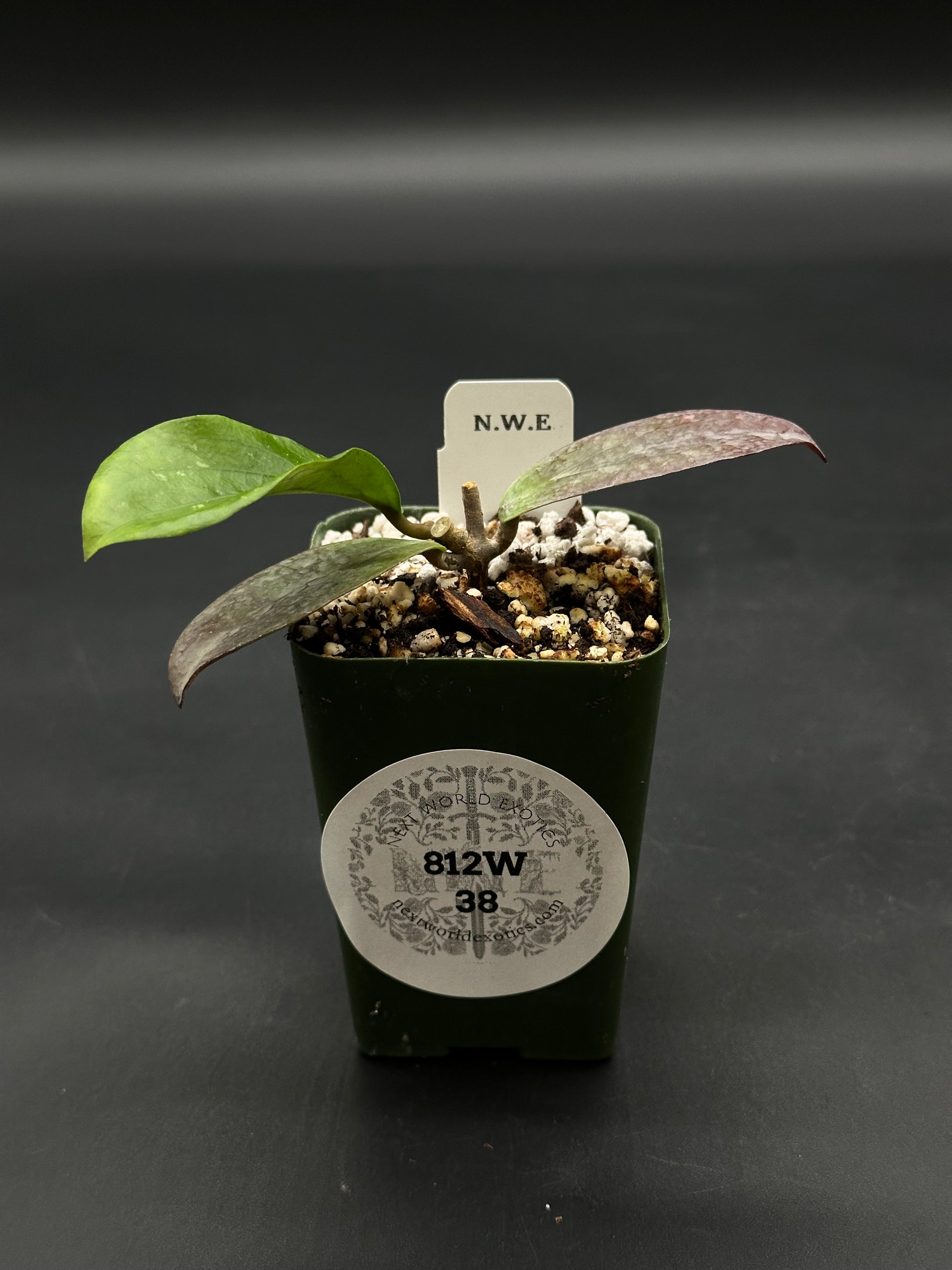 Hoya Erythrina 'Bajo' (812W38) in a dark green pot with variegated leaves, labeled New World Exotics, showcasing its rare, exotic foliage.