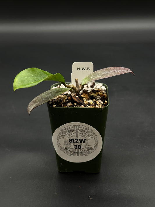 Hoya Erythrina 'Bajo' (812W38) in a dark green pot with variegated leaves, labeled New World Exotics, showcasing its rare, exotic foliage.