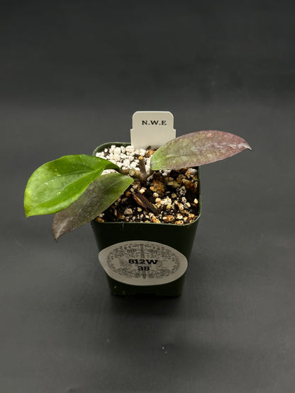 Hoya Erythrina 'Bajo' (812W38) cutting in a small green pot with fresh soil mix, featuring one bright green and one purple-tinged leaf.