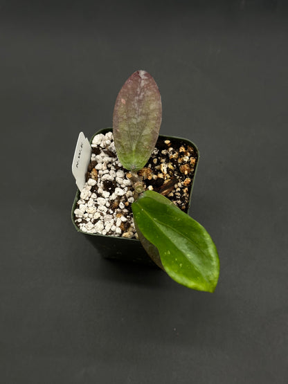Hoya Erythrina 'Bajo' (812W38) cutting in a square nursery pot with gritty mix, featuring one fresh green leaf and one purplish-bronze leaf.