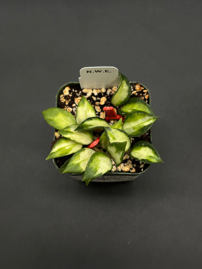 Hoya Lacunosa cv. 'Tri-Color Bruno' (812W39)