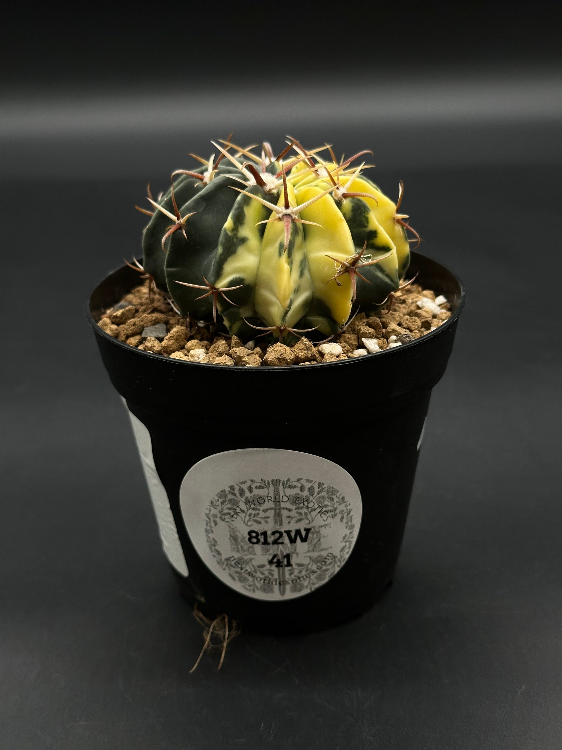 Variegated Echinocactus Texensis (812W41) in a 4-inch black pot with gritty mix and coarse rocks, featuring vertical ribs and reddish-brown spines.