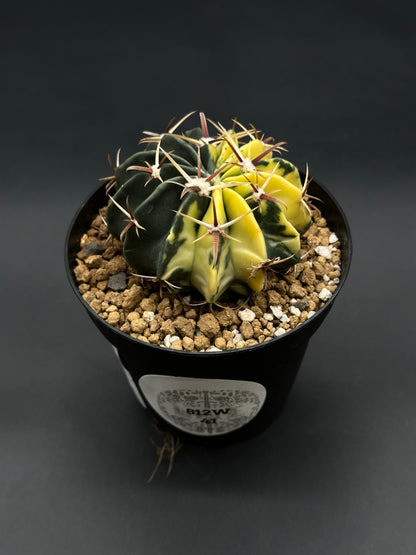 Echinocactus Texensis Variegated (812W41), a small potted cactus with lobed body, dark green and bright yellow variegation, and reddish-brown spines in a 4-inch pot.