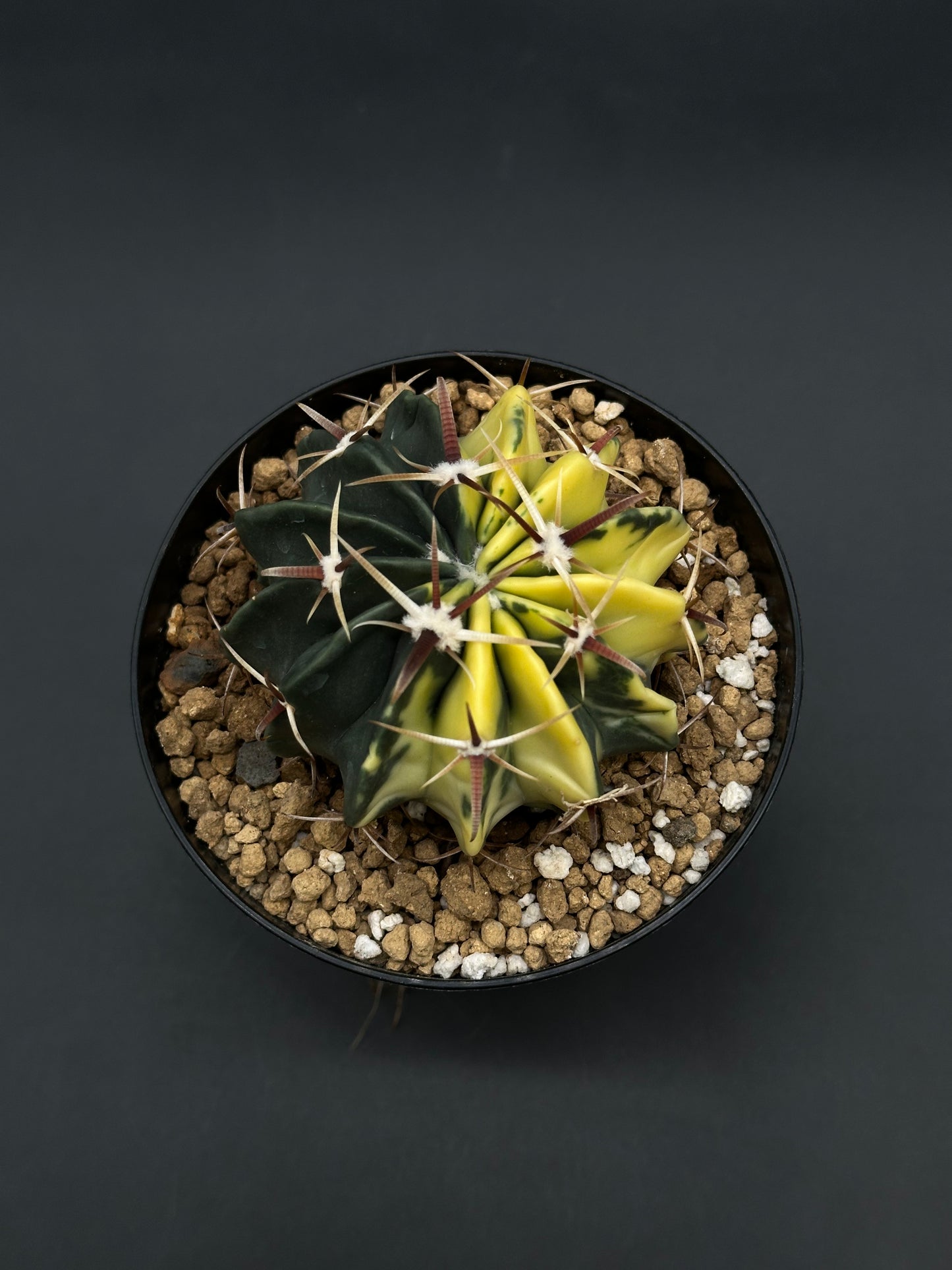 Echinocactus Texensis Variegated (812W41) in a 4-inch pot, showcasing dark green and yellow sections with reddish-brown spines from white areoles.