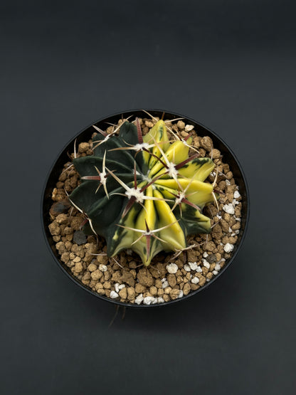 Echinocactus Texensis Variegated (812W41) in a 4-inch pot, showcasing dark green and yellow sections with reddish-brown spines from white areoles.