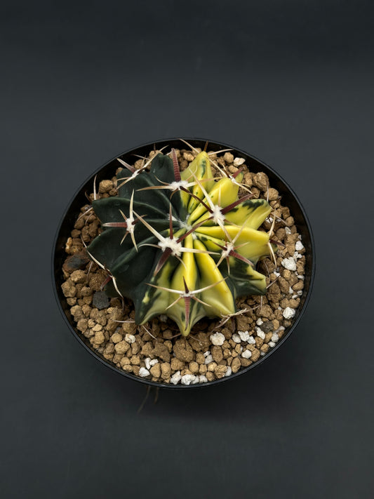 Echinocactus Texensis Variegated (812W41) in a 4-inch pot, showcasing dark green and yellow sections with reddish-brown spines from white areoles.