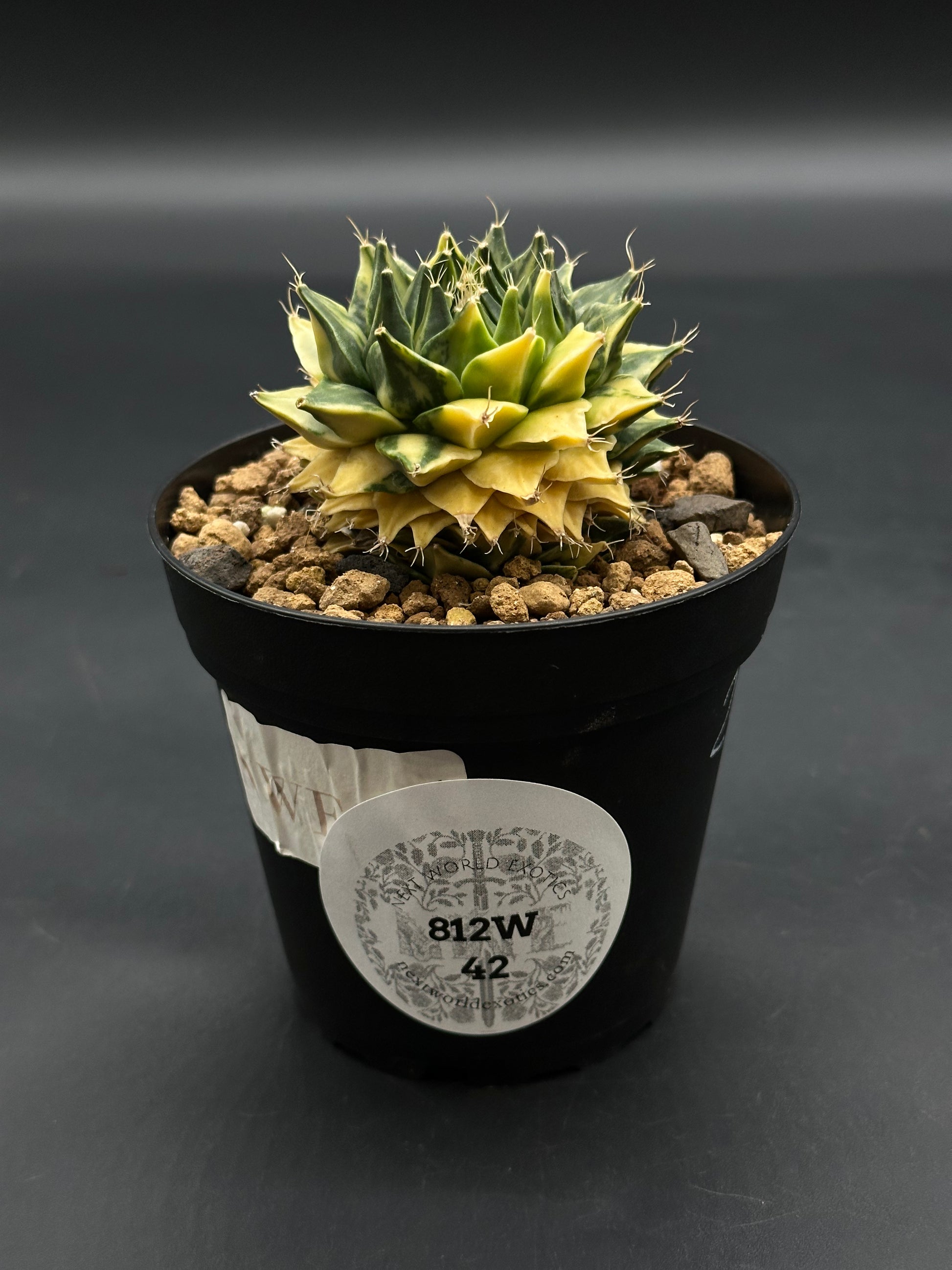Obregonia Denegrii Variegated (812W42) in a 2.25-inch pot featuring a rosette of mottled green and yellow leaves with spines.