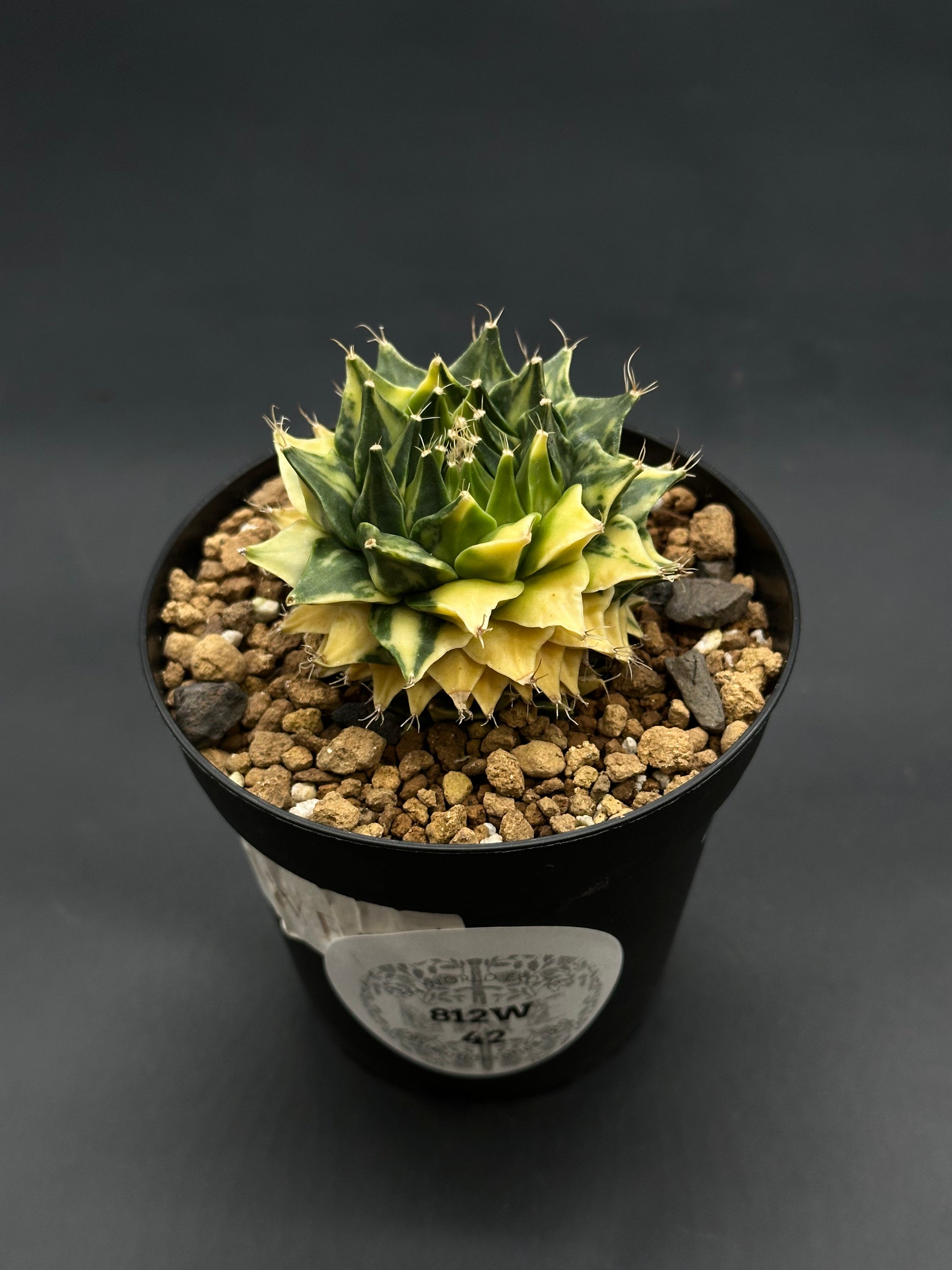 Obregonia Denegrii Variegated (812W42) in a black nursery pot with rocky mix, showcasing green and yellow triangular tubercles tipped with tiny spines.