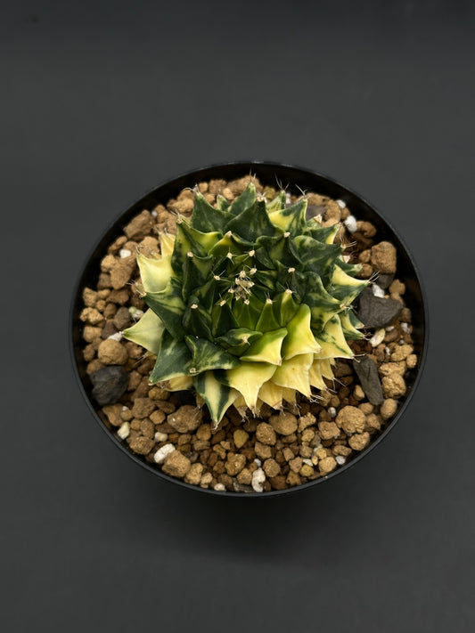 Obregonia Denegrii Variegated (812W42) in a black pot with spiraling tubercles, green-yellow variegation, and tiny spines on gritty pumice and stone mix.