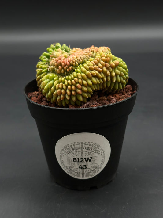 Gymnocalycium Mihanovichii Inermis Cristata (812W43) in a 4-inch pot, featuring a brain-like, crested surface with green to yellowish-orange tubercles.