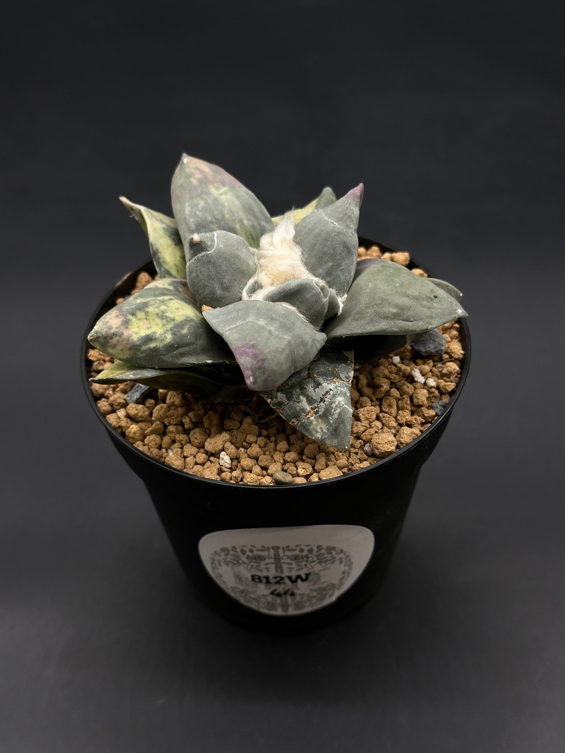 Ariocarpus Retusus Variegated (812W44) in 4-inch pot with chunky gravel mix, showcasing a rosette of thick, triangular gray-green leaves with purple mottling.