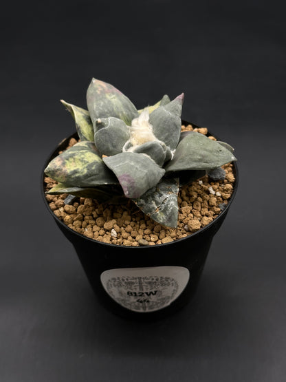 Ariocarpus Retusus Variegated (812W44) in 4-inch pot with chunky gravel mix, showcasing a rosette of thick, triangular gray-green leaves with purple mottling.