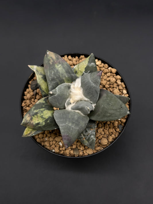Ariocarpus Retusus Variegated (812W44) in a 4-inch black pot with thick, triangular gray-green leaves forming a rosette, centered with white woolly hairs.