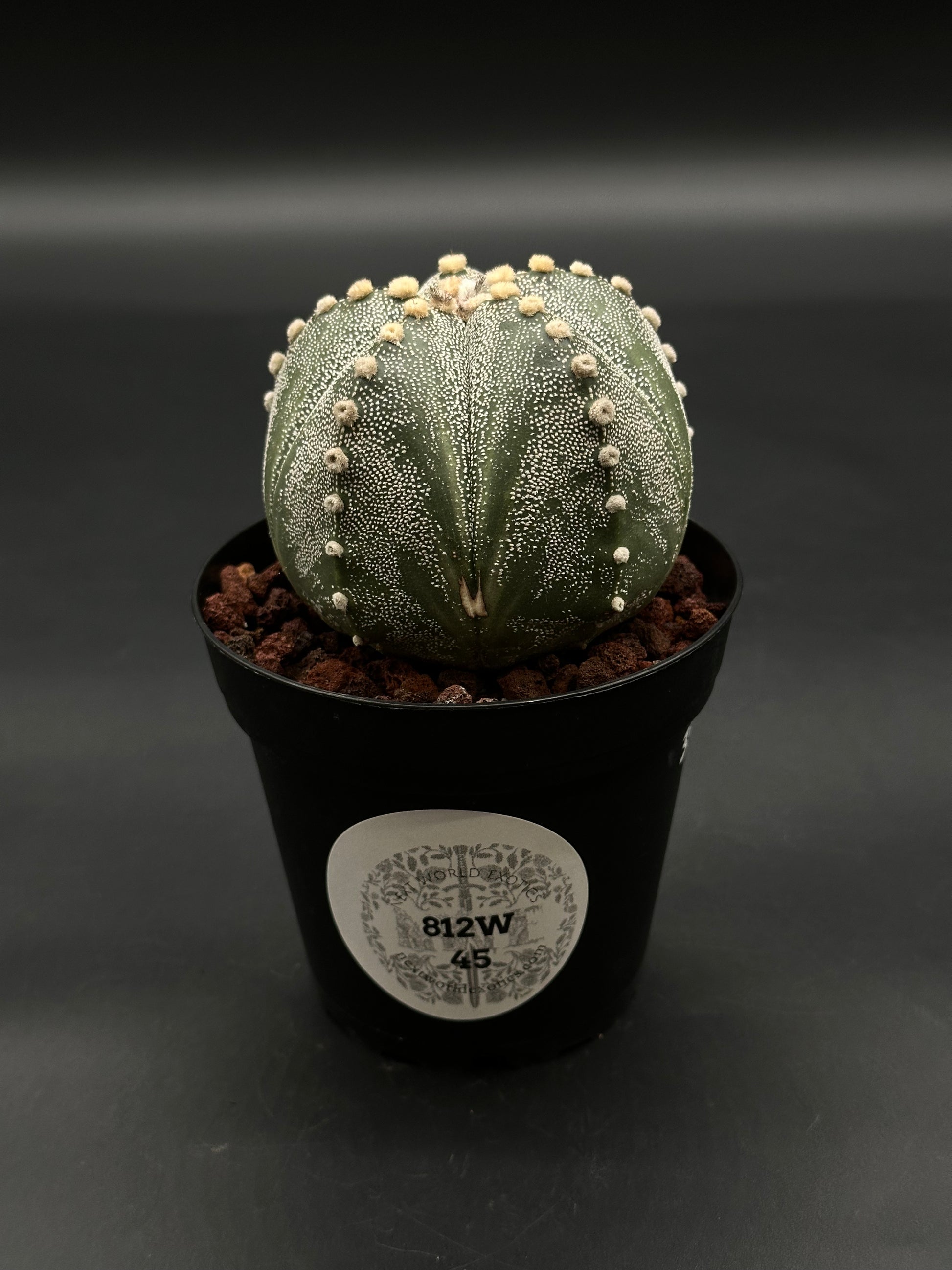 Astrophytum Asterias cv. 'Ooibo' (5 Rib) cactus in a 4-inch black pot, featuring white flecks, woolly areoles, and a coarse lava-rock growing medium.