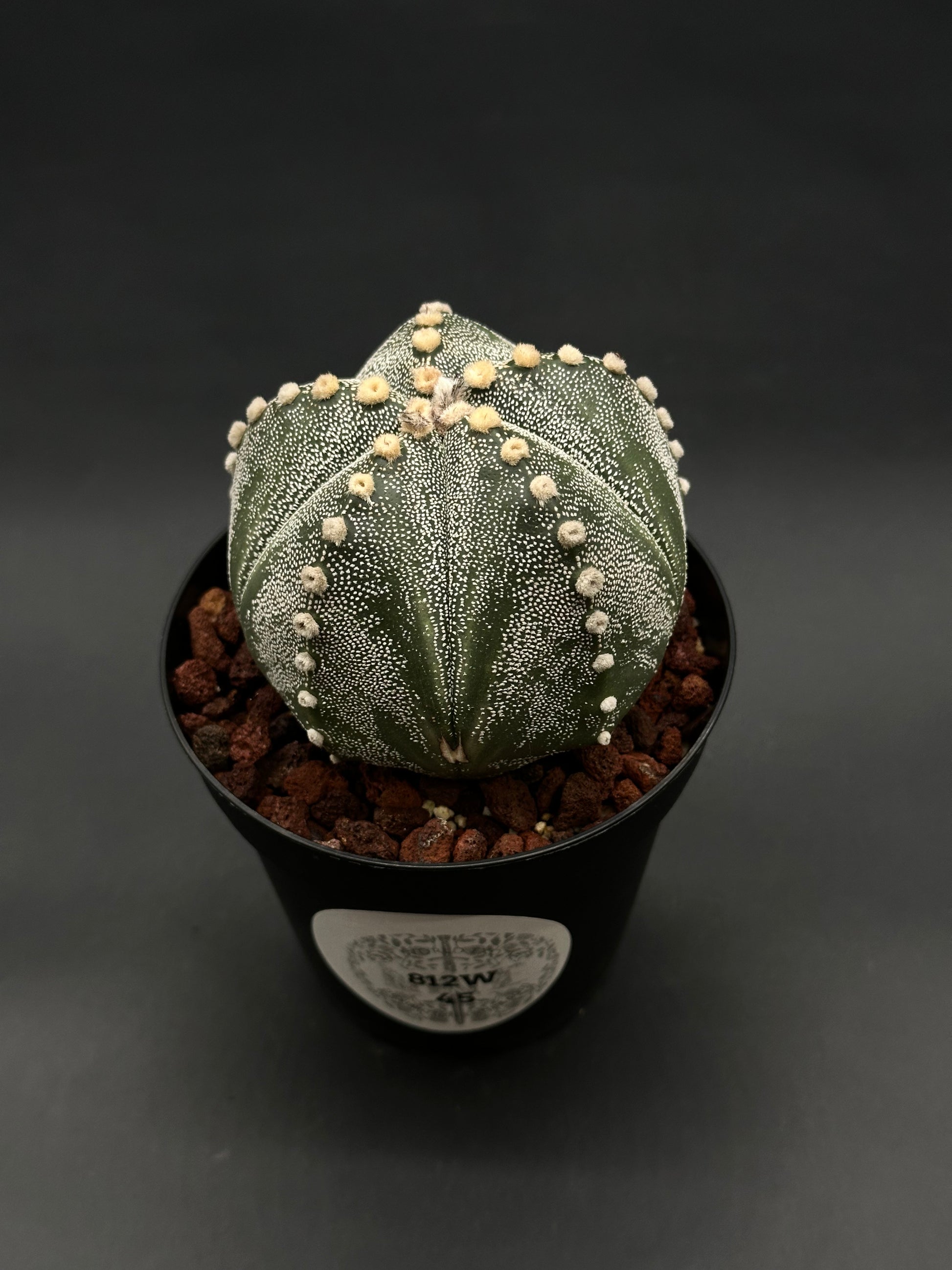 Astrophytum Asterias cv. 'Ooibo' (5 Rib) cactus in a black nursery pot, featuring round, spineless form with 8 speckled ribs and woolly areoles.