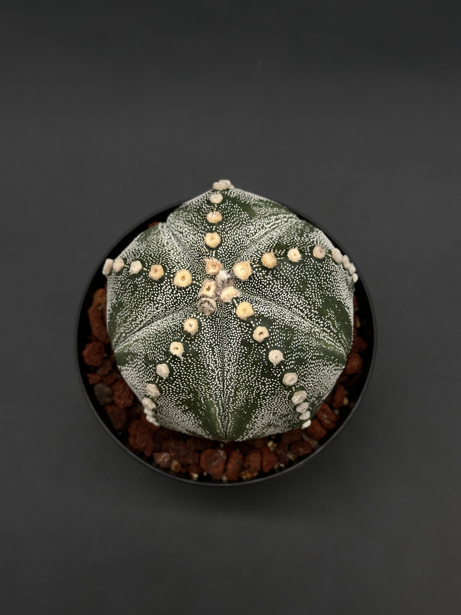 Astrophytum Asterias cv. 'Ooibo' in a black nursery pot, showcasing its spherical shape, faint ribs, and white-dotted green skin with cream areoles.