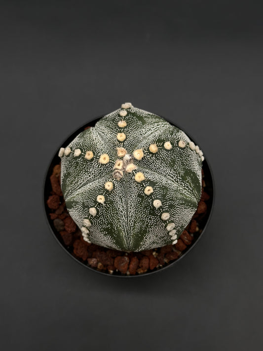 Astrophytum Asterias cv. 'Ooibo' in a black nursery pot, showcasing its spherical shape, faint ribs, and white-dotted green skin with cream areoles.