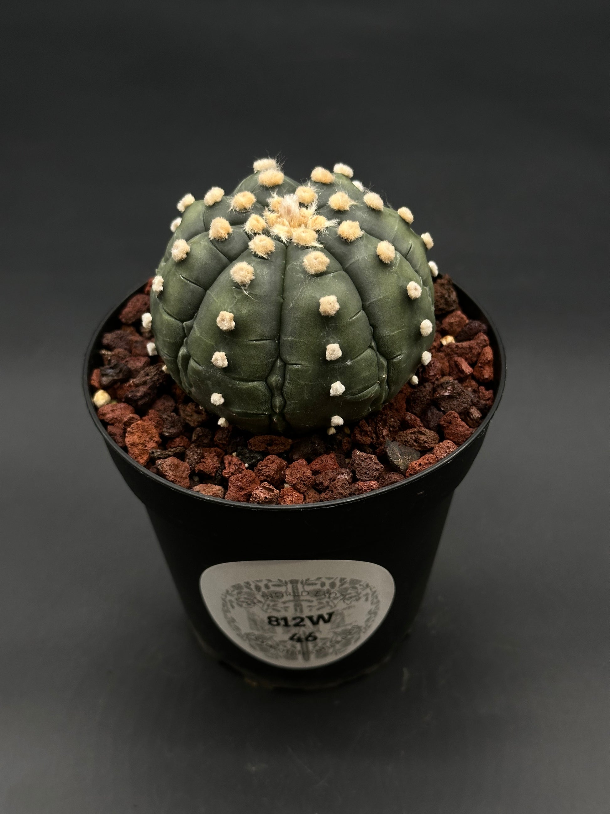 Astrophytum Asterias cv. 'Ooibo' Fukuryu (812W46) in black pot, featuring eight ribs with cream woolly areoles in volcanic-rock mix.