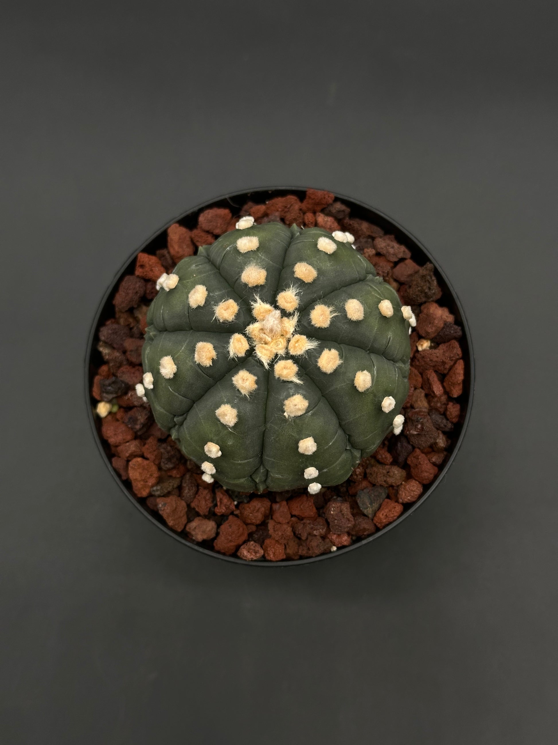 Astrophytum Asterias cv. 'Ooibo' Fukuryu cactus in a 4-inch pot with coarse lava-rock substrate, showcasing its distinct ribbed, round shape.