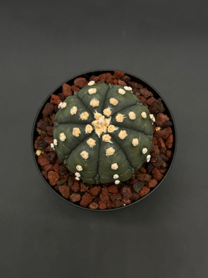Astrophytum Asterias cv. 'Ooibo' Fukuryu cactus in a 4-inch pot with coarse lava-rock substrate, showcasing its distinct ribbed, round shape.