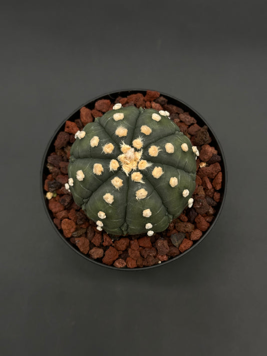 Astrophytum Asterias cv. 'Ooibo' Fukuryu cactus in a 4-inch pot with coarse lava-rock substrate, showcasing its distinct ribbed, round shape.