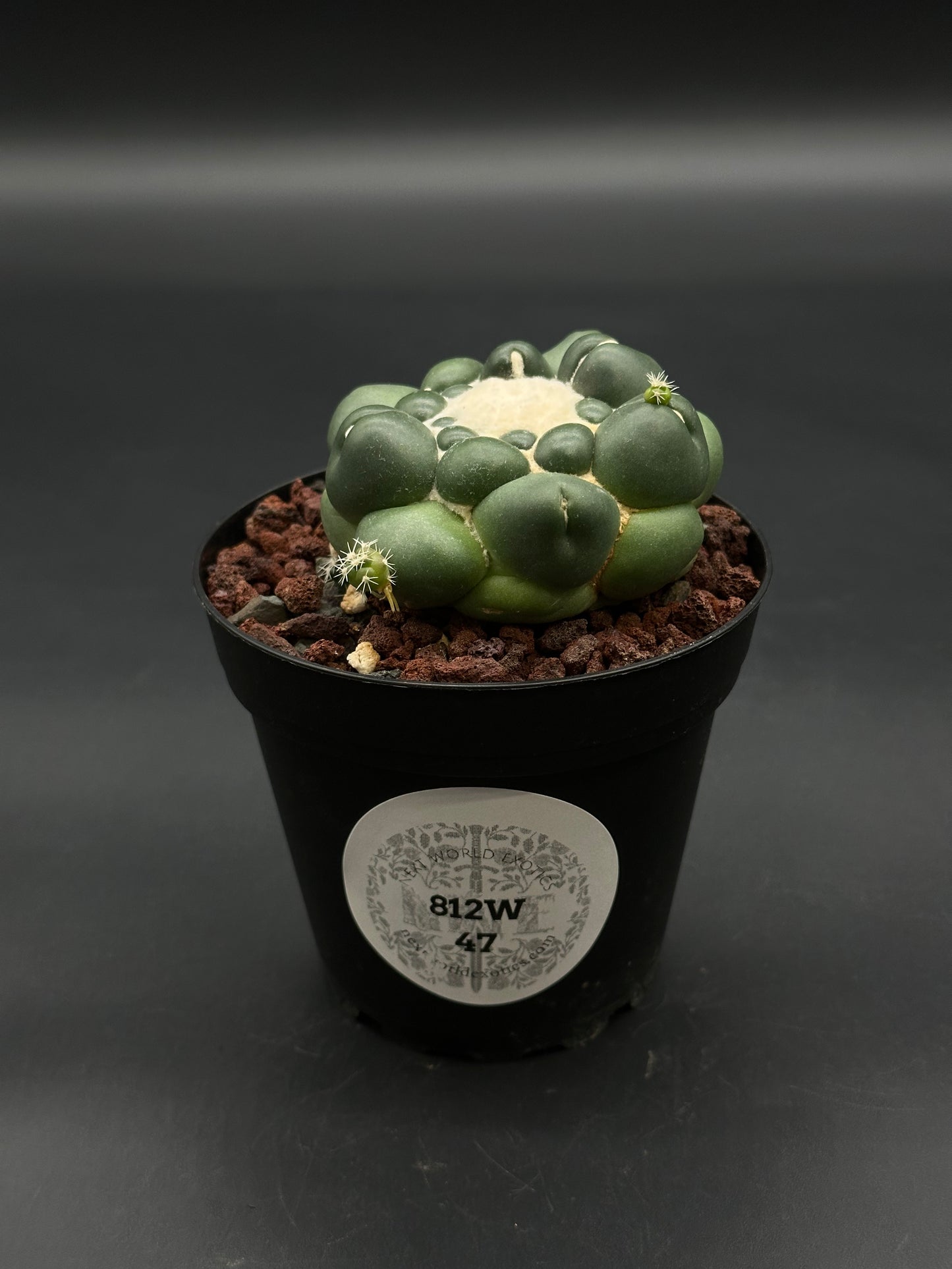 Coryphantha Elephantidens Inermis (812W47), a rare succulent in a 4-inch black pot with reddish pumice, featuring a knobbly green body and woolly areoles.