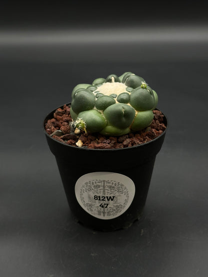 Coryphantha Elephantidens Inermis (812W47), a rare succulent in a 4-inch black pot with reddish pumice, featuring a knobbly green body and woolly areoles.