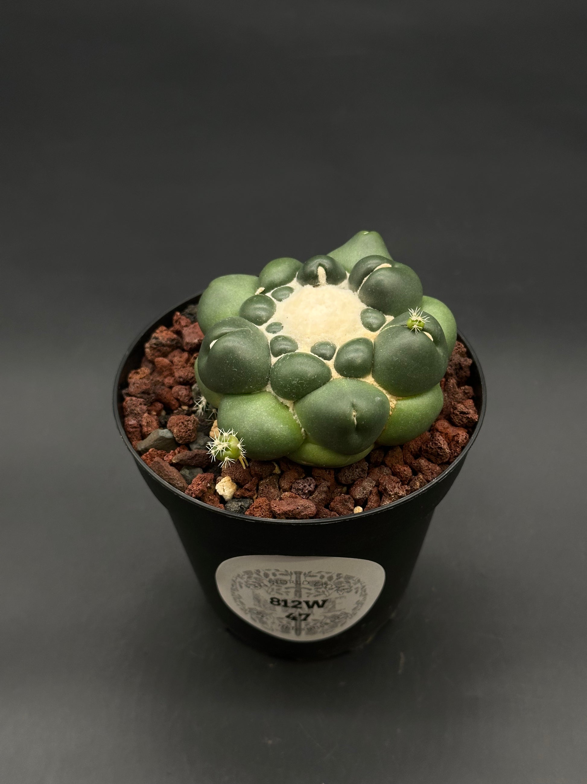 Coryphantha Elephantidens Inermis cactus in a black 4-inch pot, featuring a green multi-lobed body with woolly center and offshoots, on volcanic gravel.