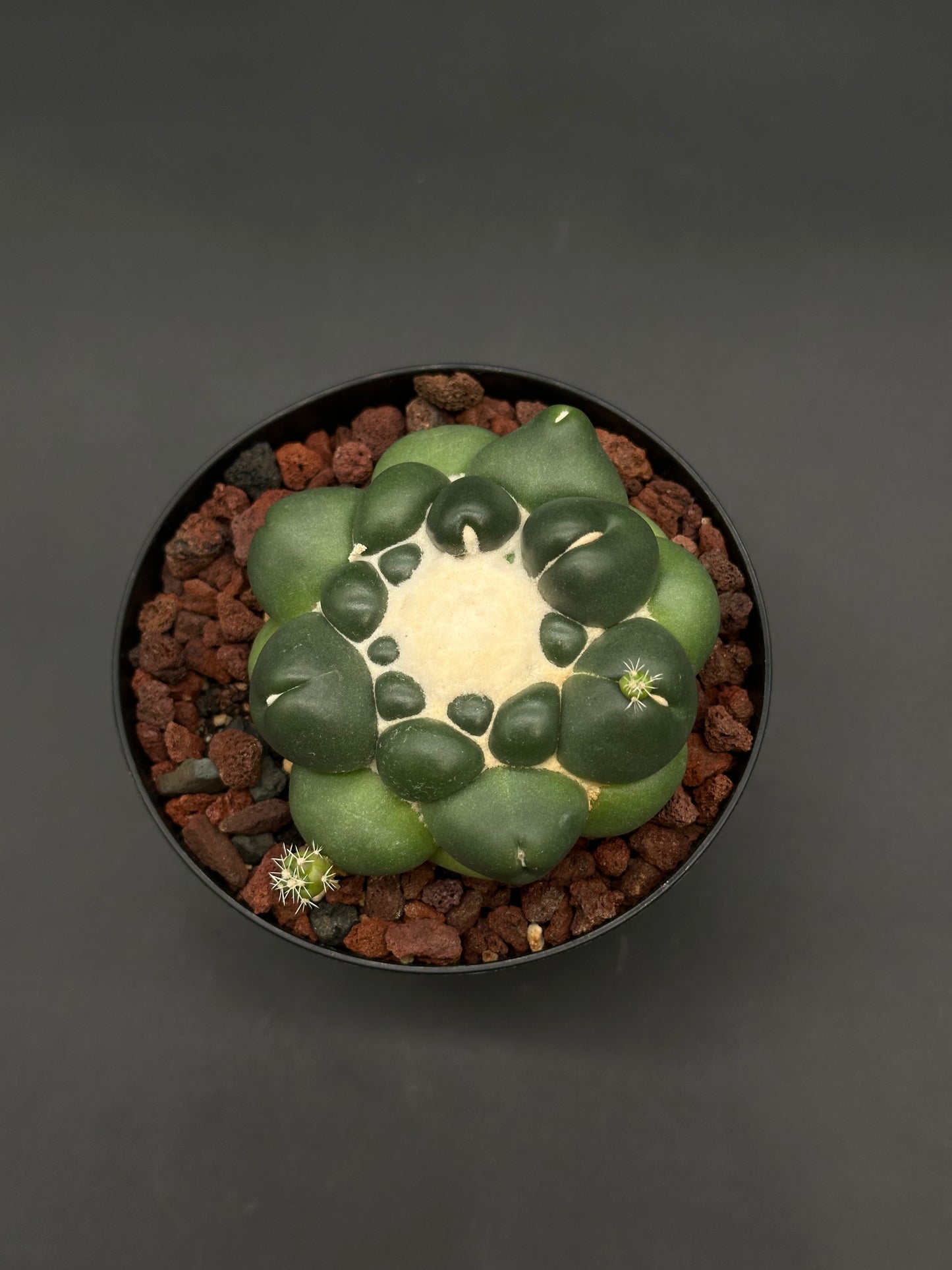 Coryphantha Elephantidens Inermis in a 4-inch pot, featuring a round, lobed cactus with spiny pups nestled in red volcanic rock.
