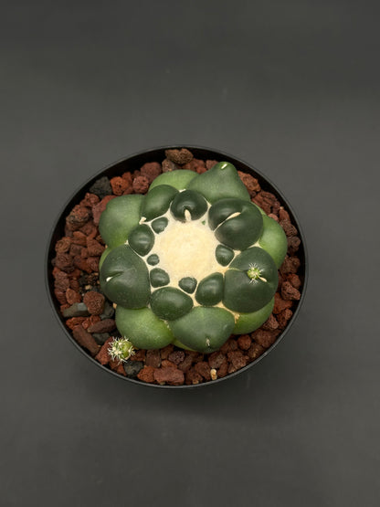 Coryphantha Elephantidens Inermis in a 4-inch pot, featuring a round, lobed cactus with spiny pups nestled in red volcanic rock.
