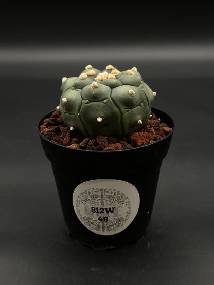 Astrophytum Asterias cv. 'Kikko Nudum' (812W48) cactus with tubercled segments in a black pot, labeled “New World Exotics,” in lava-rock mix.