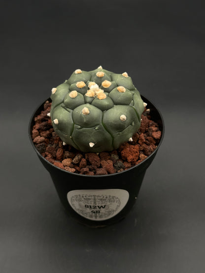 Astrophytum Asterias cv. 'Kikko Nudum' in a black pot, displayed with woolly areoles on its surface, nestled in a coarse, reddish-brown pumice mix.
