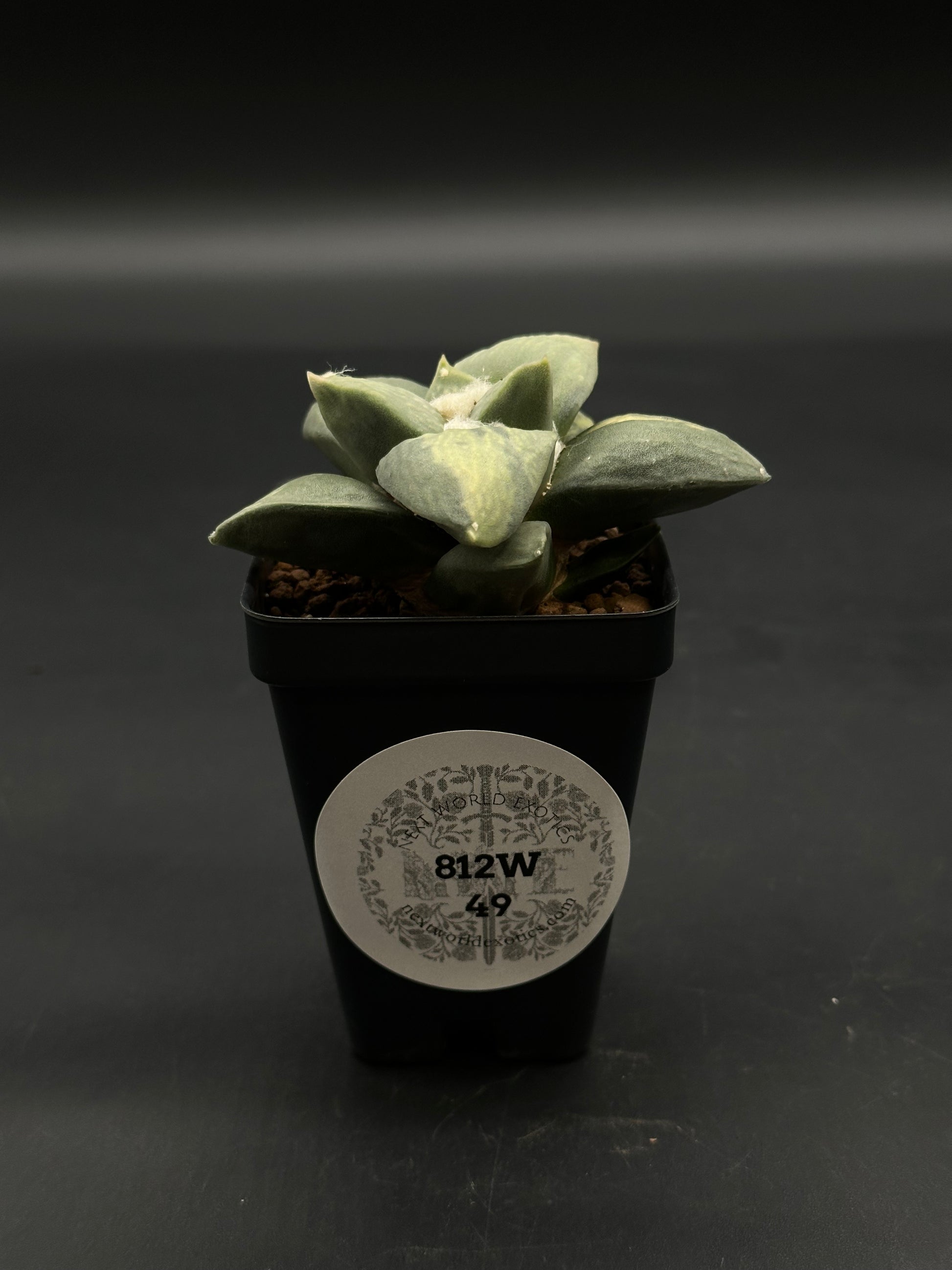 Ariocarpus Retusus Variegated (812W49) in a square black pot, featuring thick triangular leaves in a star-shaped rosette, highlighting its unique variegation.