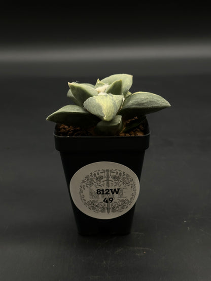 Ariocarpus Retusus Variegated (812W49) in a square black pot, featuring thick triangular leaves in a star-shaped rosette, highlighting its unique variegation.