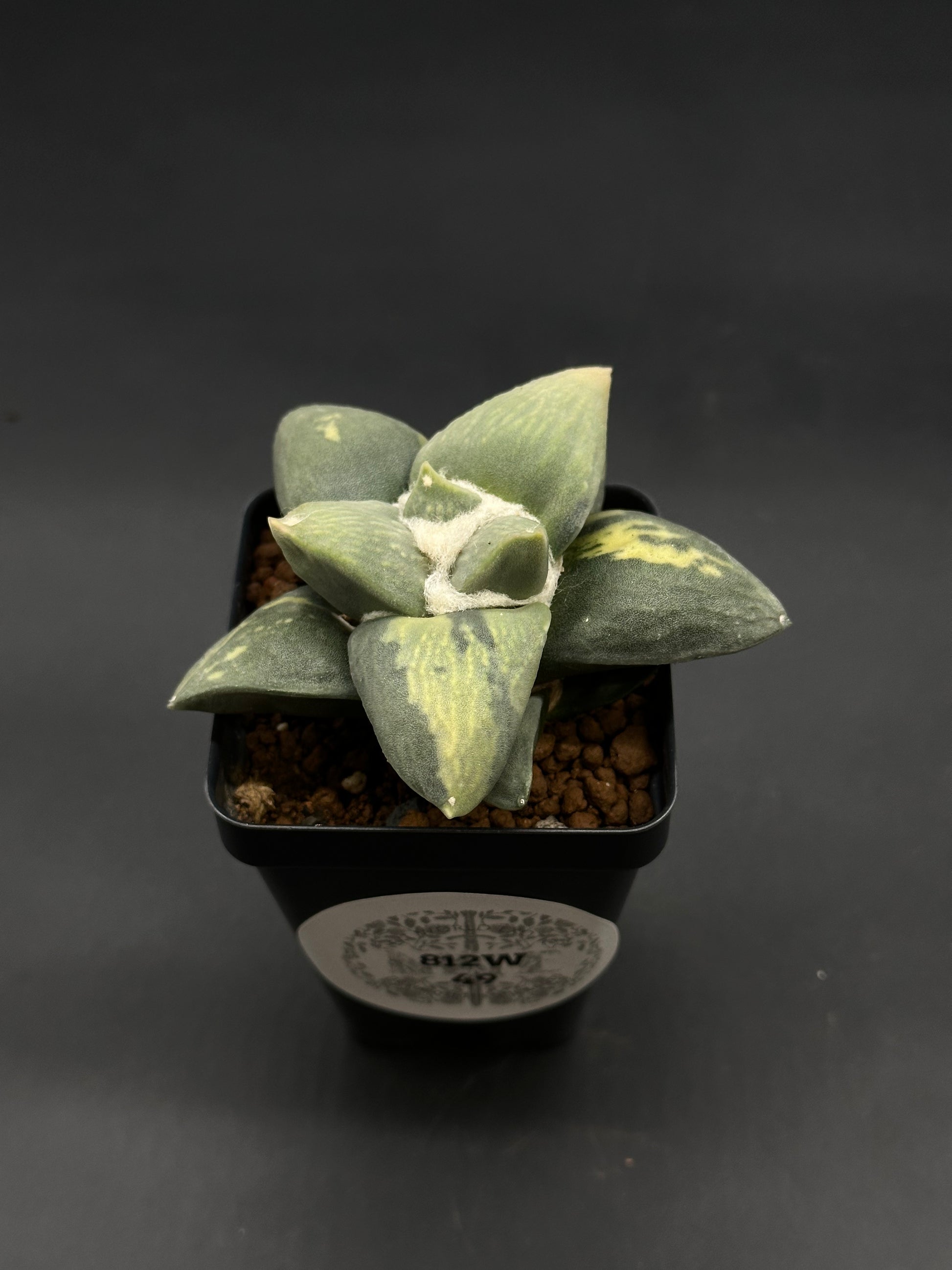 Ariocarpus Retusus Variegated (812W49) in a black pot; features triangular rosette of green and pale yellow leaves with central white woolly felt.