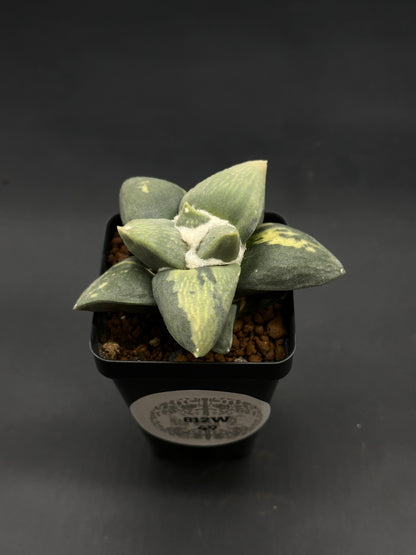 Ariocarpus Retusus Variegated (812W49) in a black pot; features triangular rosette of green and pale yellow leaves with central white woolly felt.
