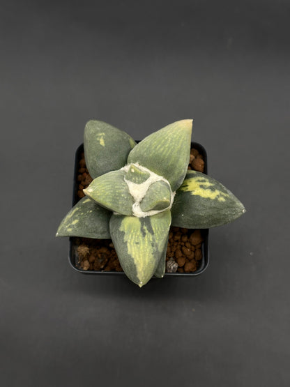Ariocarpus Retusus Variegated (812W49) with thick, triangular leaves featuring green and yellow marbling, grows in a square plastic pot, showcasing central white wool.