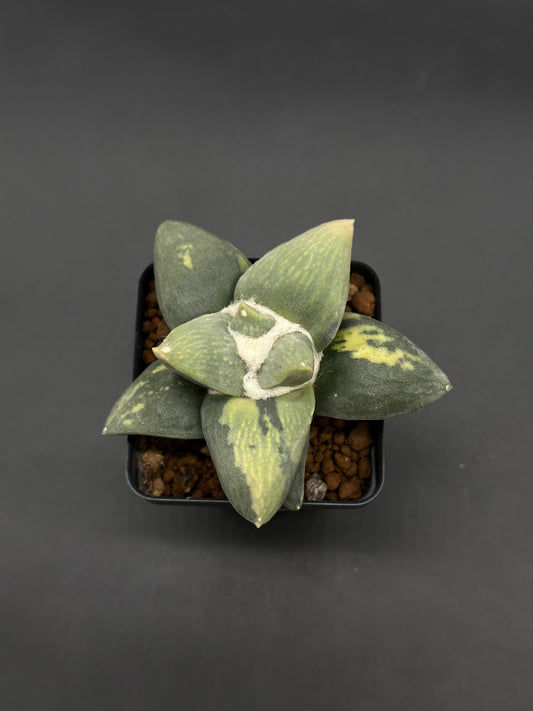 Ariocarpus Retusus Variegated (812W49) with thick, triangular leaves featuring green and yellow marbling, grows in a square plastic pot, showcasing central white wool.