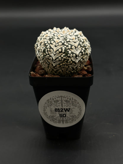 Astrophytum Asterias cv. 'Super Kabuto V-Type' cactus in a black pot with white felt-like patches, labeled 812W 50, planted in lava-rock substrate.