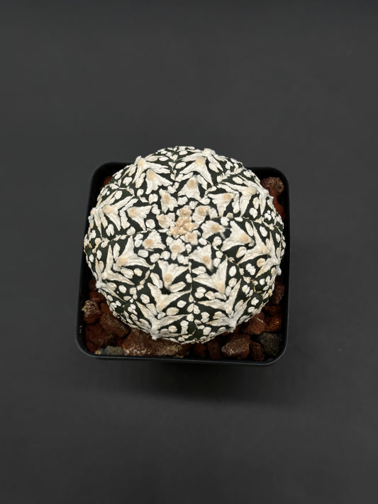 Astrophytum Asterias cv. 'Super Kabuto V-Type' in a square black pot, featuring symmetrical white patches on a dark green body, viewed from above.