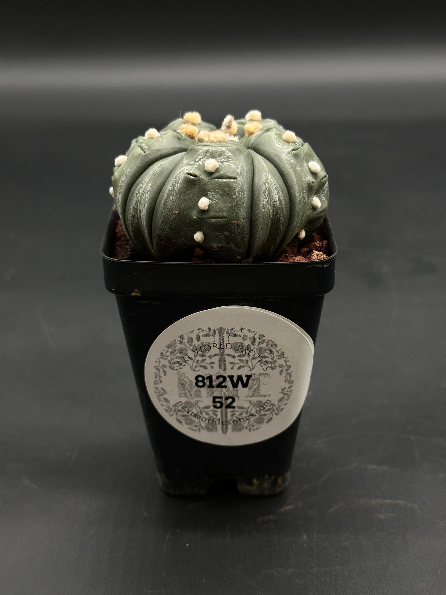 Astrophytum Asterias cv. 'Ooibo' Fukuryu (5 Rib) cactus in a 4-inch black nursery pot, featuring pale gray-green ribs and woolly areoles, labeled 812W 52.