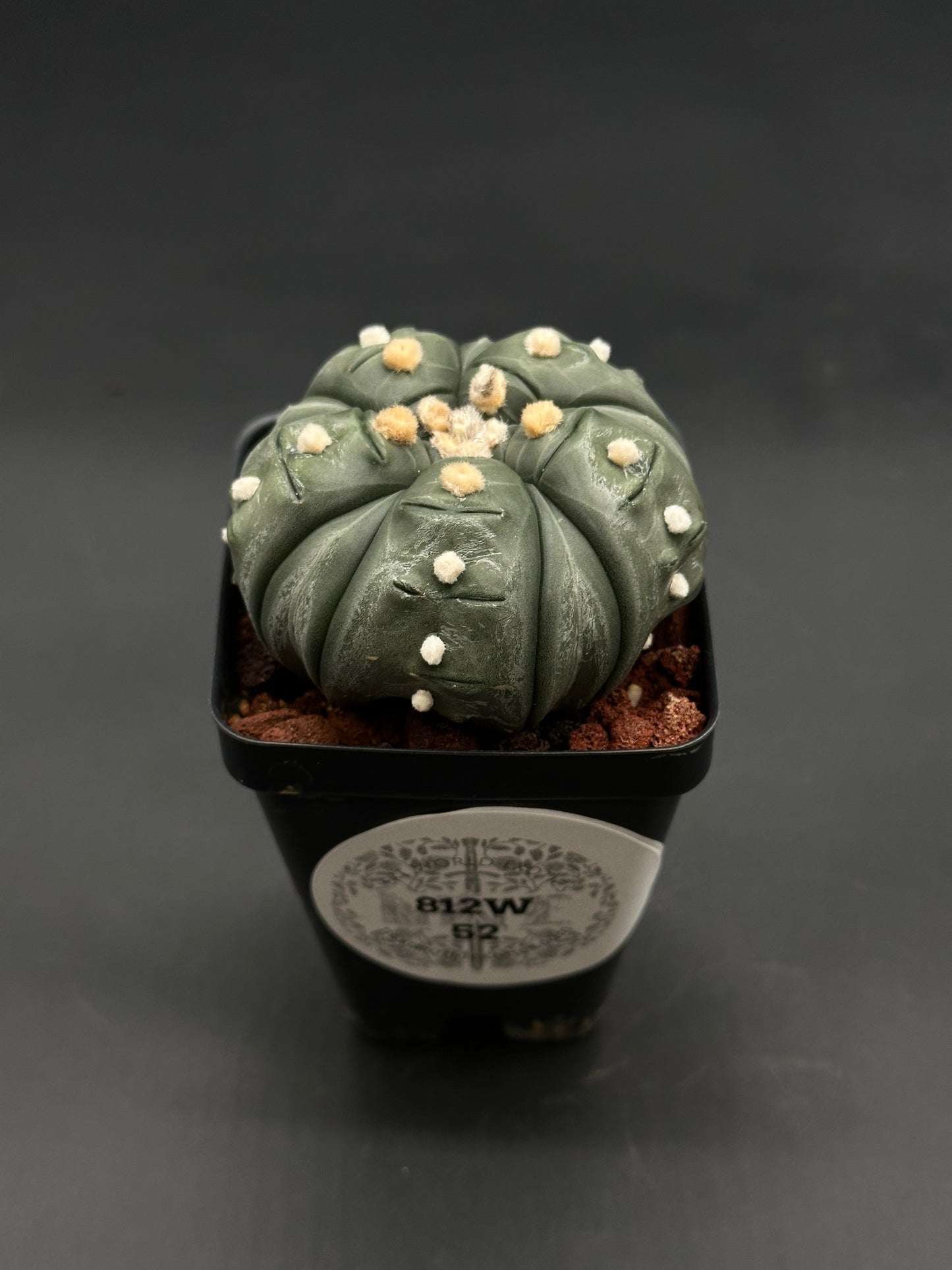 Astrophytum Asterias cv. 'Ooibo' Fukuryu in a 4-inch black pot, featuring a gray-green hemispherical cactus with fuzzy areoles and eight distinct ribs.