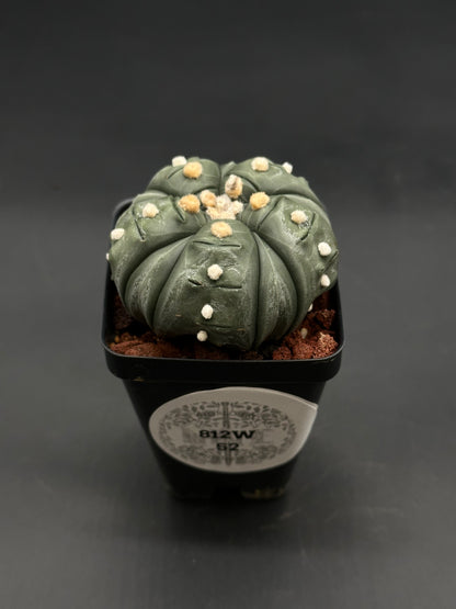 Astrophytum Asterias cv. 'Ooibo' Fukuryu in a 4-inch black pot, featuring a gray-green hemispherical cactus with fuzzy areoles and eight distinct ribs.