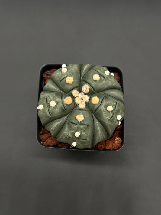Astrophytum Asterias cv. 'Ooibo' Fukuryu (5 Rib) cactus in a square pot with coarse pumice, showcasing muted gray-green ribs and cream-yellow areoles.