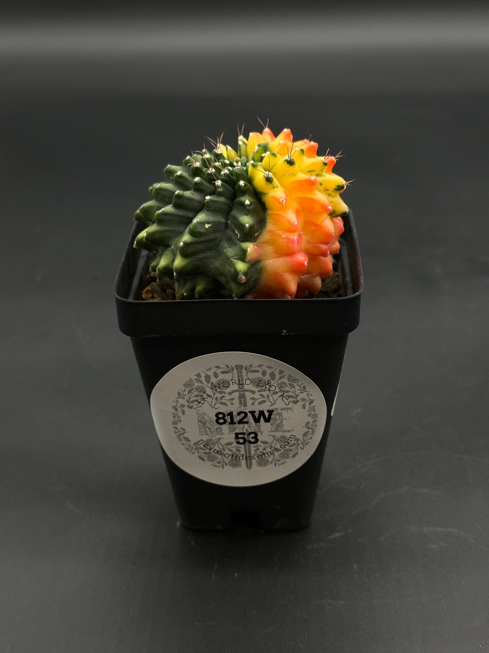 Gymnocalycium Mihanovichii Inermis Variegated (812W53) in a black pot, showcasing deep green and yellow-orange halves with tiny spines, labeled by New World Exotics.