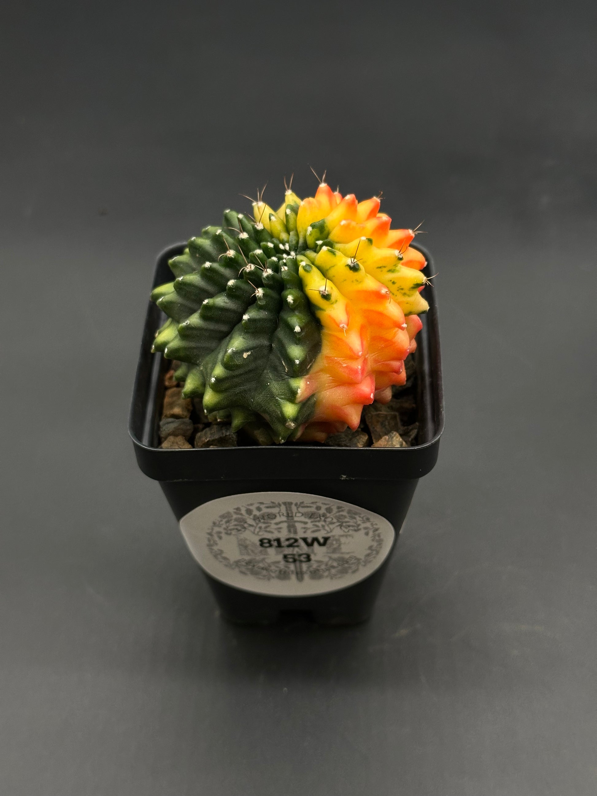 Gymnocalycium Mihanovichii Inermis Variegated cactus in a small black pot, showcasing a unique fan-shaped crest with a green and yellow-orange gradient.
