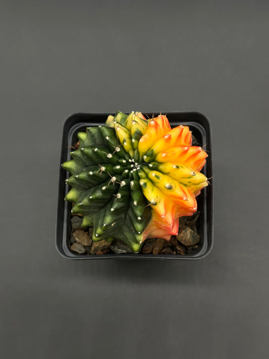 Gymnocalycium Mihanovichii Inermis Variegated in a 2.5-inch pot, showcasing a vibrant bi-color top, set in a black square nursery pot with cactus mix.