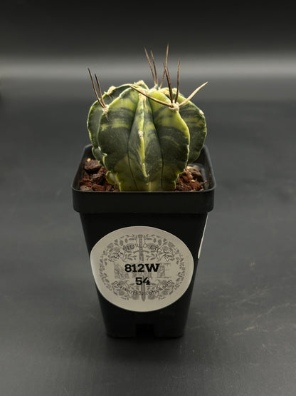 Astrophytum Capricorne Variegated (812W54) in a black pot, showcasing green-yellow marbled ribs and brown spines, from Next World Exotics' rare plant collection.
