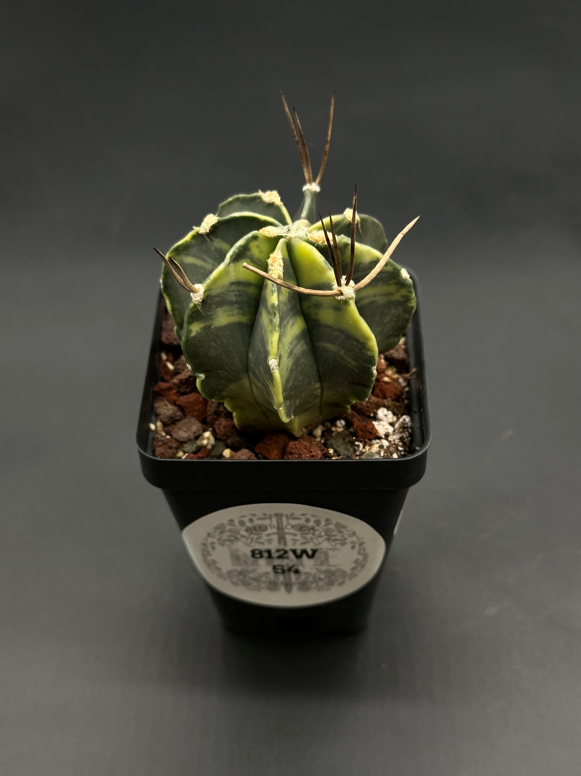 Astrophytum Capricorne Variegated (812W54) in a black pot, displaying green-yellow ribbed cactus with woolly areoles and long brown spines, in gritty mix.