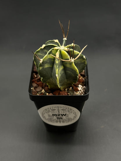 Astrophytum Capricorne Variegated (812W54) in a black pot, displaying green-yellow ribbed cactus with woolly areoles and long brown spines, in gritty mix.